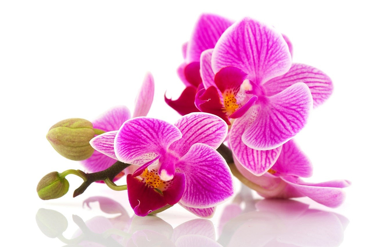 Touchleuchte "Orchideen", Nachttischlampe, Stimmungsleuchte, Leselicht